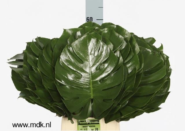 10x Sg monstera blad 60cm