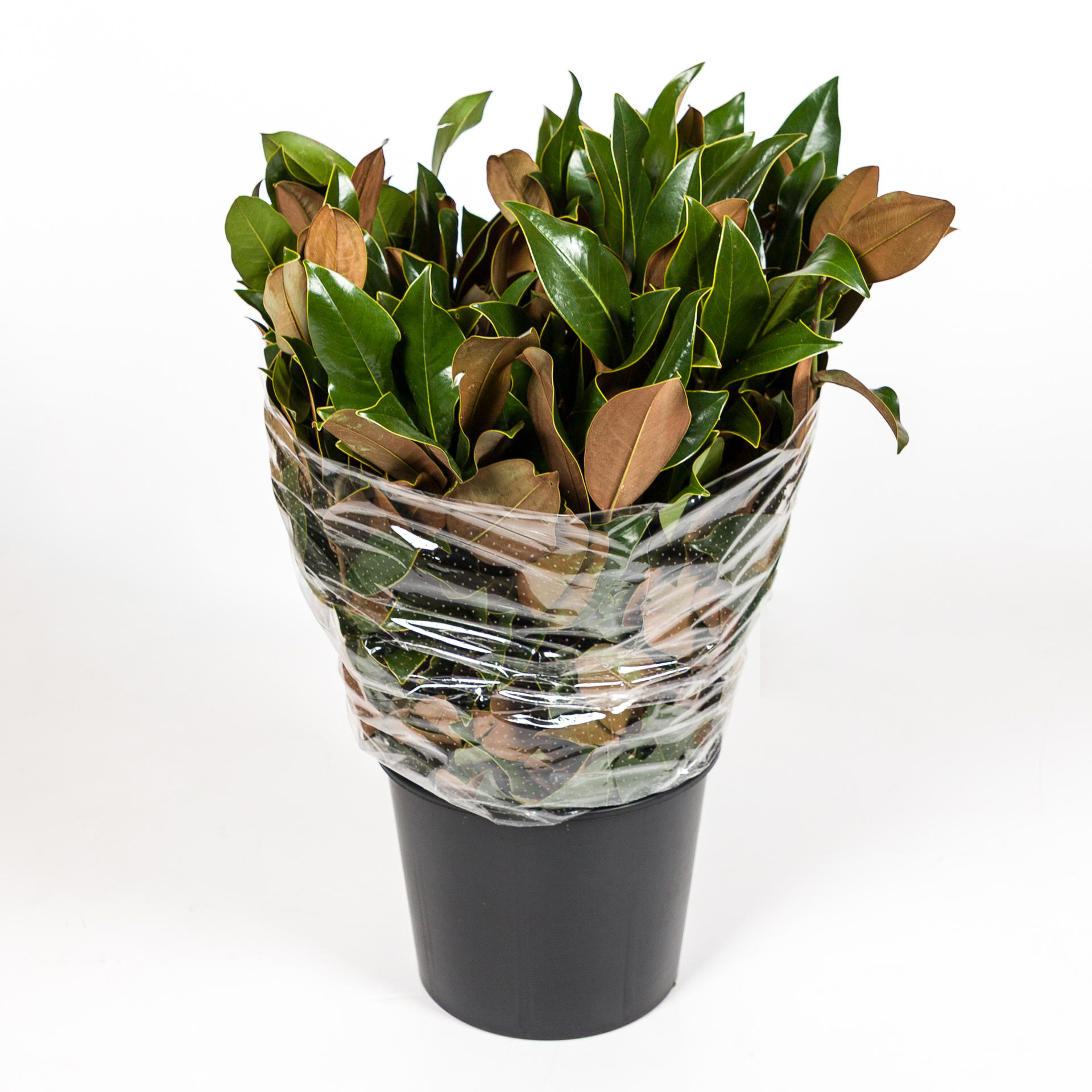 5x Sg magnolia blad 70cm
