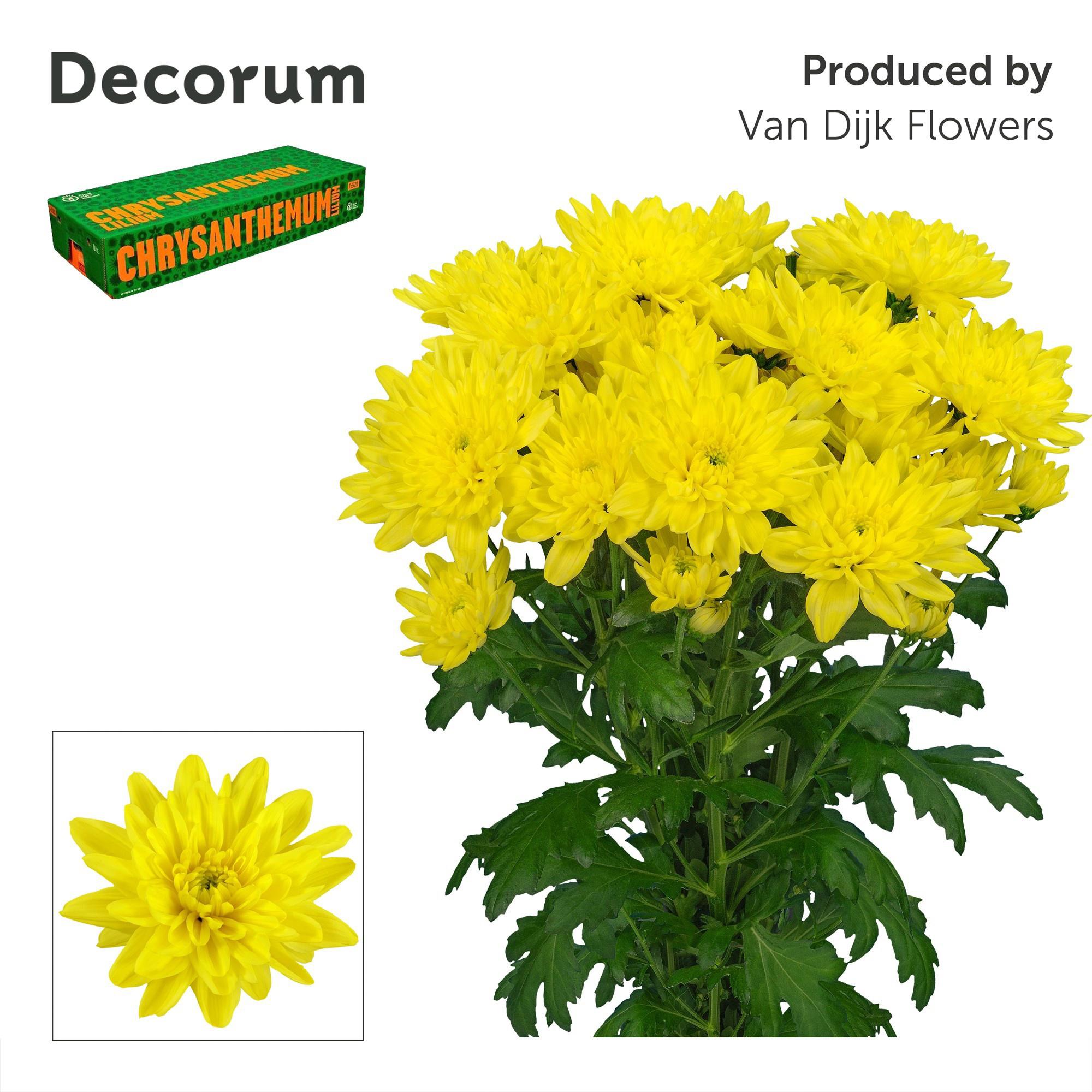 5x Chrysant baltica yellow 70cm