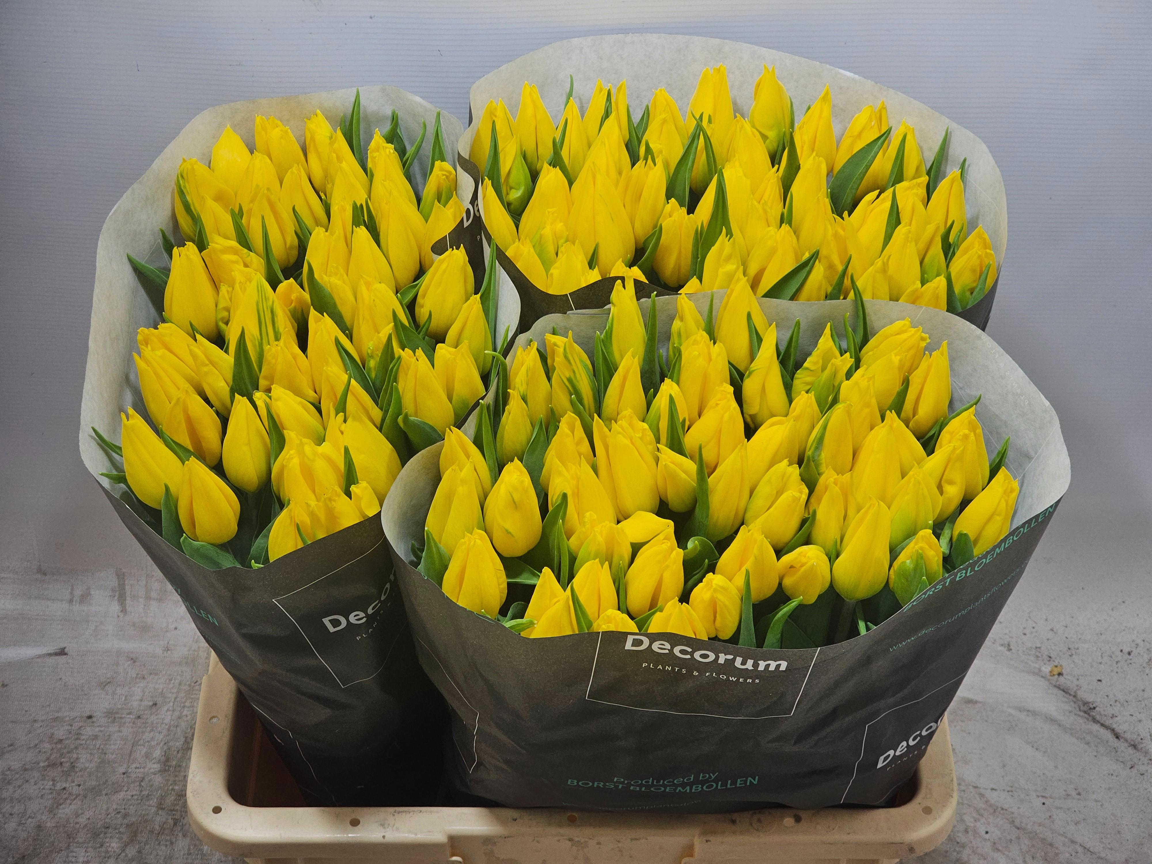 50x Tulipa strong gold en 40cm