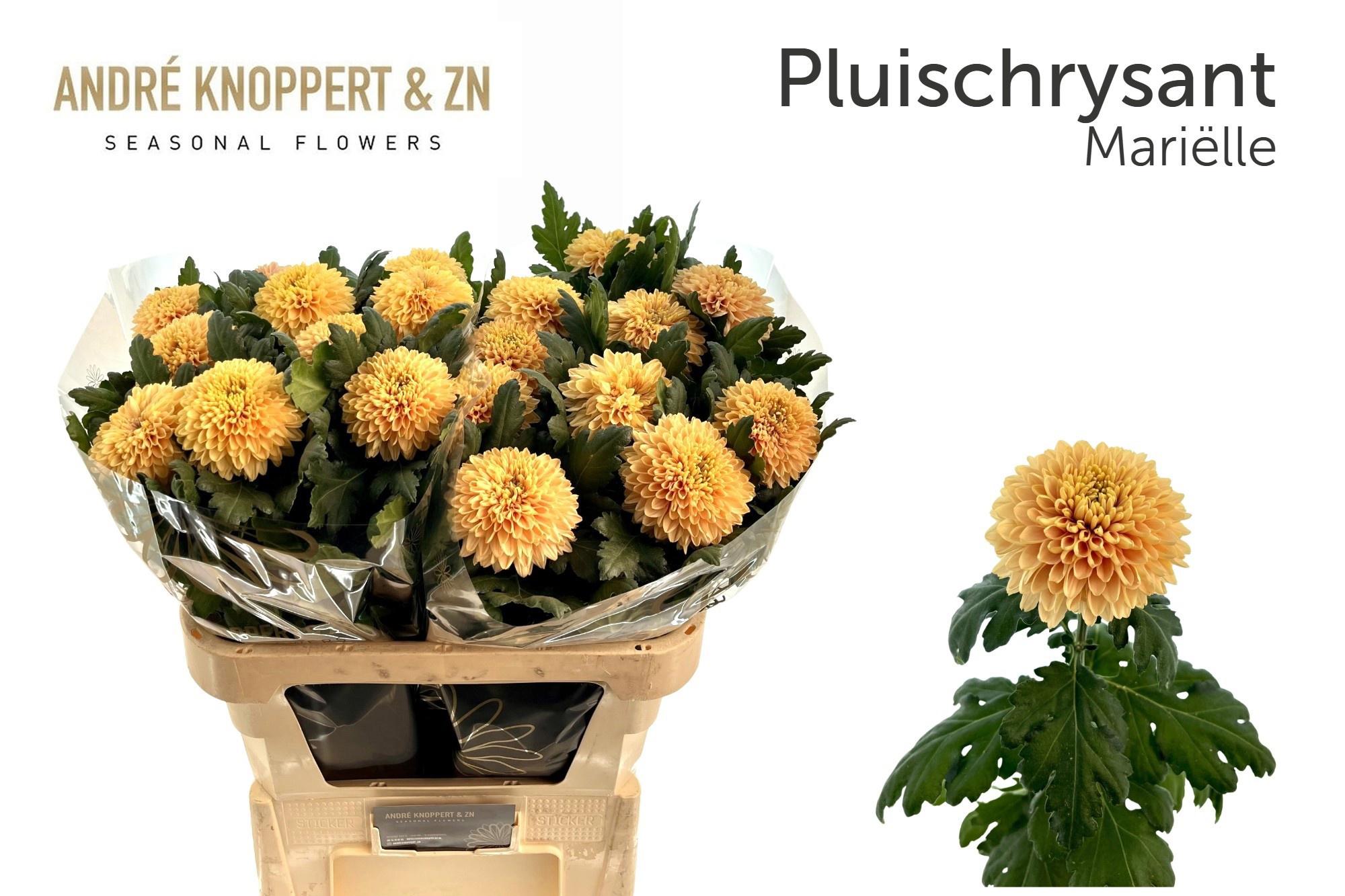 10x Chrysant mariëlle g 80cm