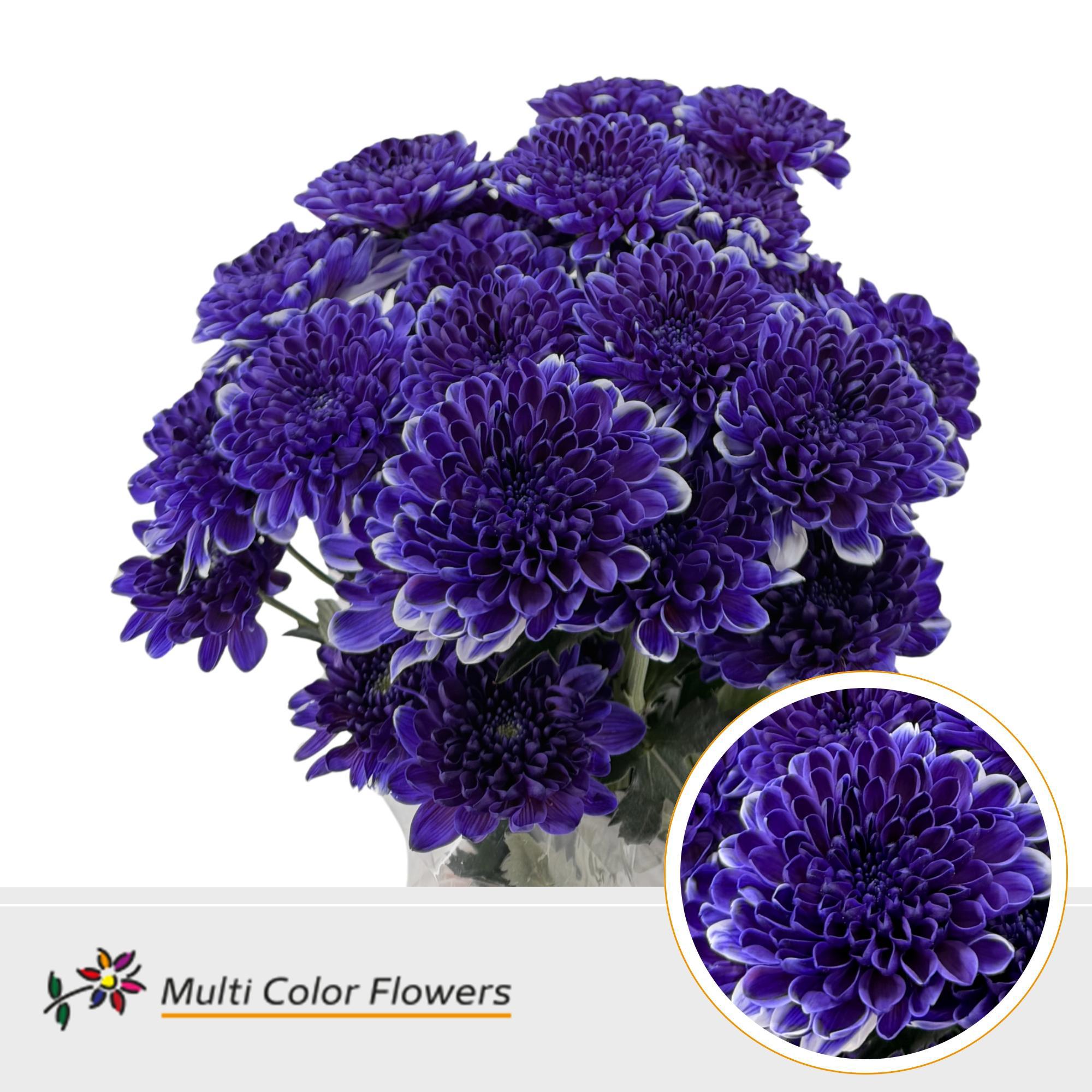 10x Chrysant overig 60cm