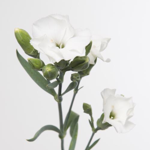 20x Dian.tr.solomio ken 60cm