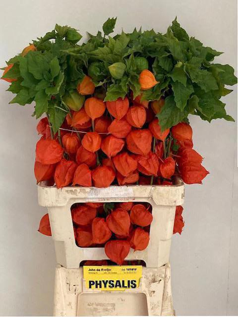 50x Phys.oranje 70cm