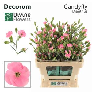 20x Dian.tr.solomio solandis candyfly 60cm