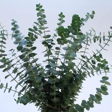 1x Sg eucalyptus baby blue 50cm