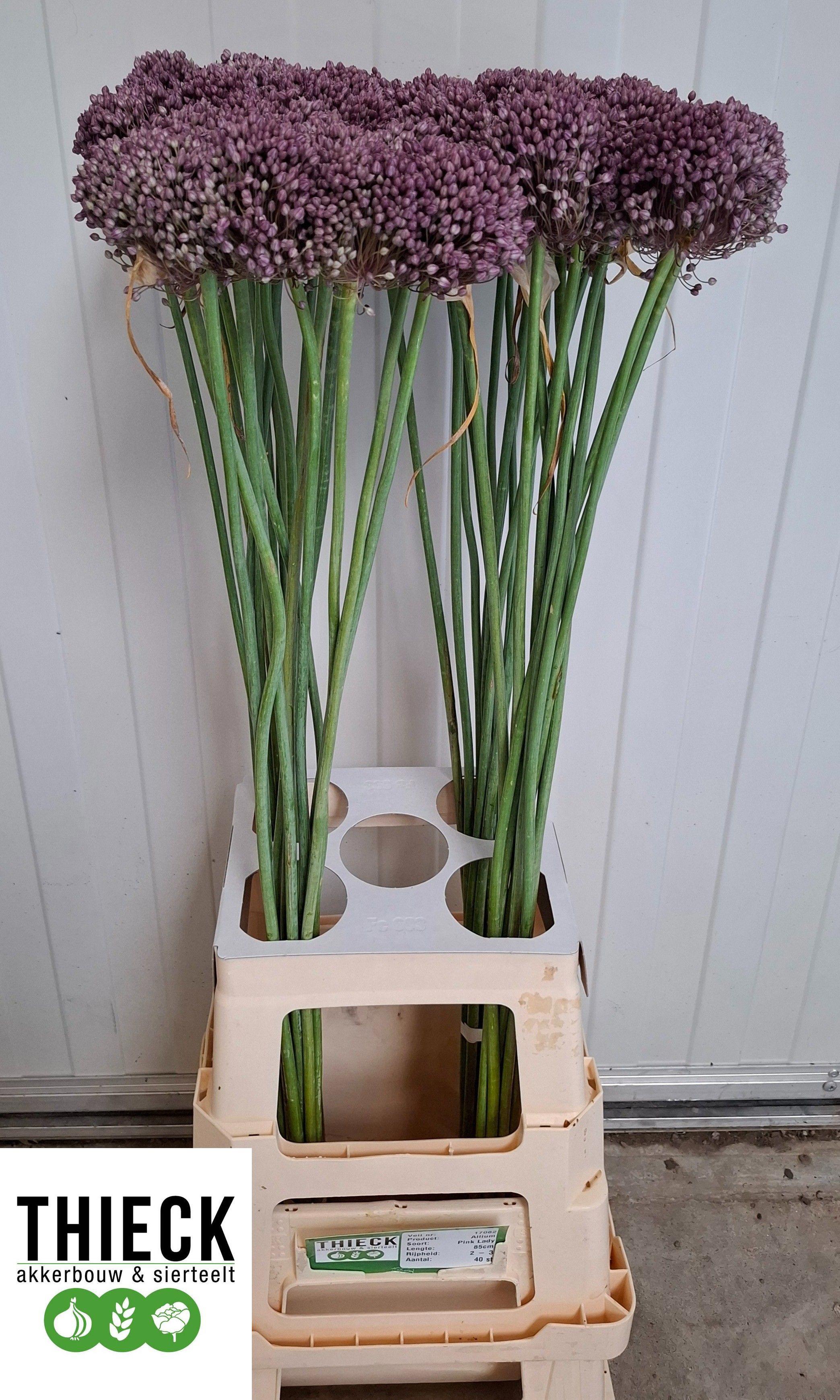 10x Allium pink lady 80cm