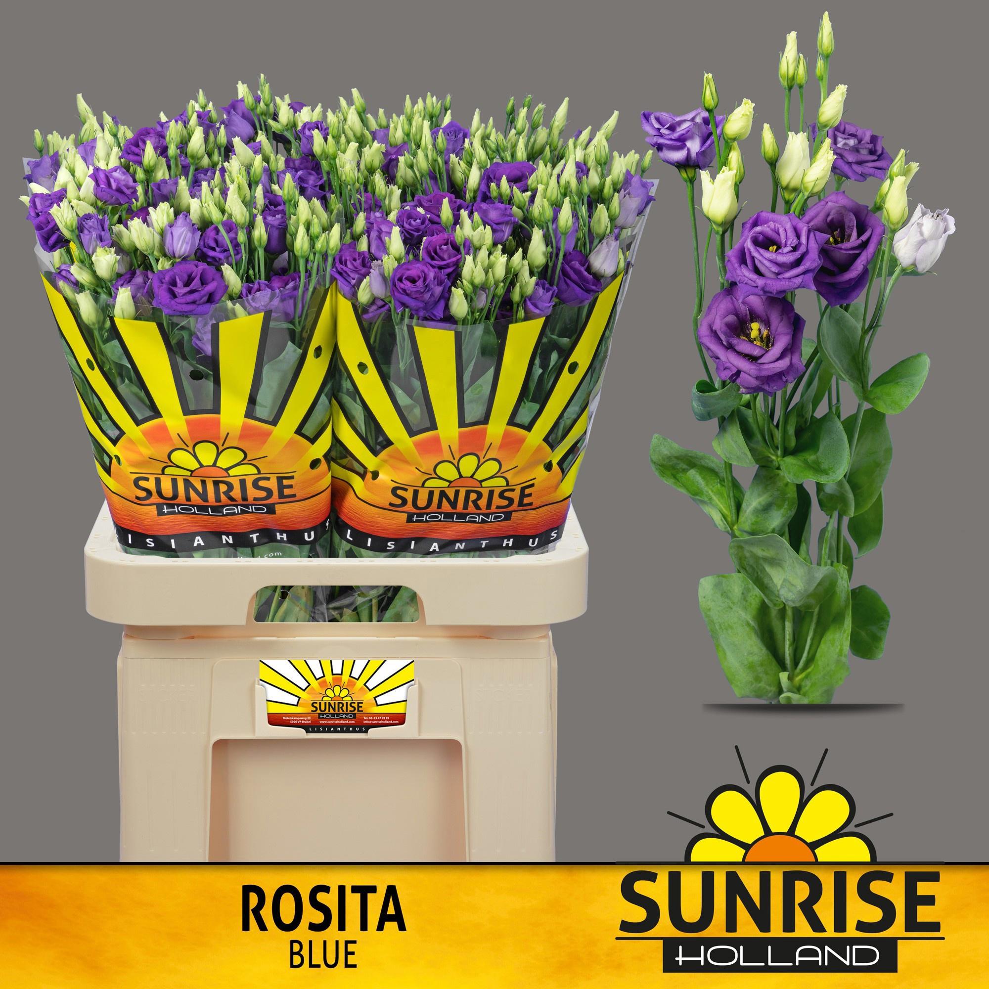 10x Eust.rosita blue du 70cm