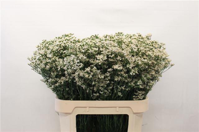25x Lim.china white 60cm