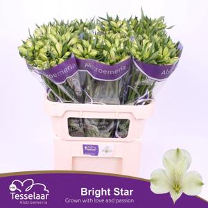 10x Alstroemeria bright star 70cm