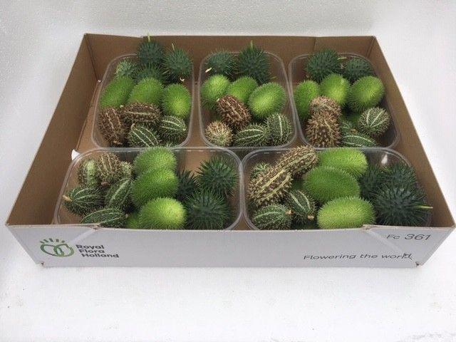 5x Sf cucumis mix var.