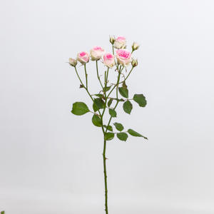 10x Rosa mimi eden 40cm