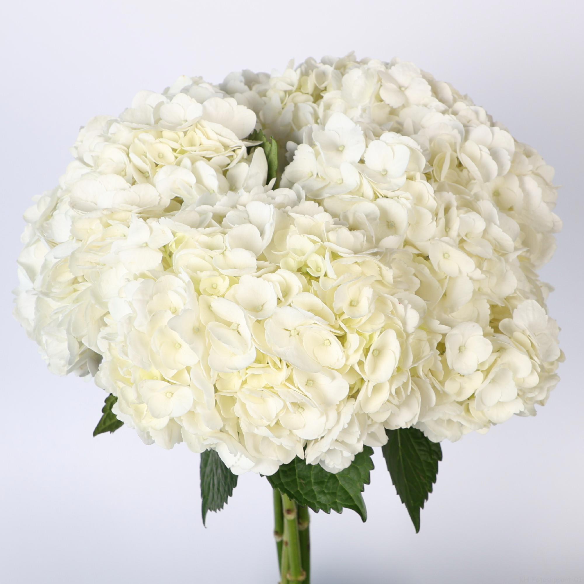 5x Hydr.white jumbo 50cm