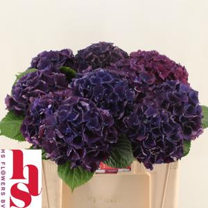 10x Hydr.royal king 50cm