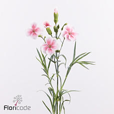20x Dian.tr.solomio sia 60cm