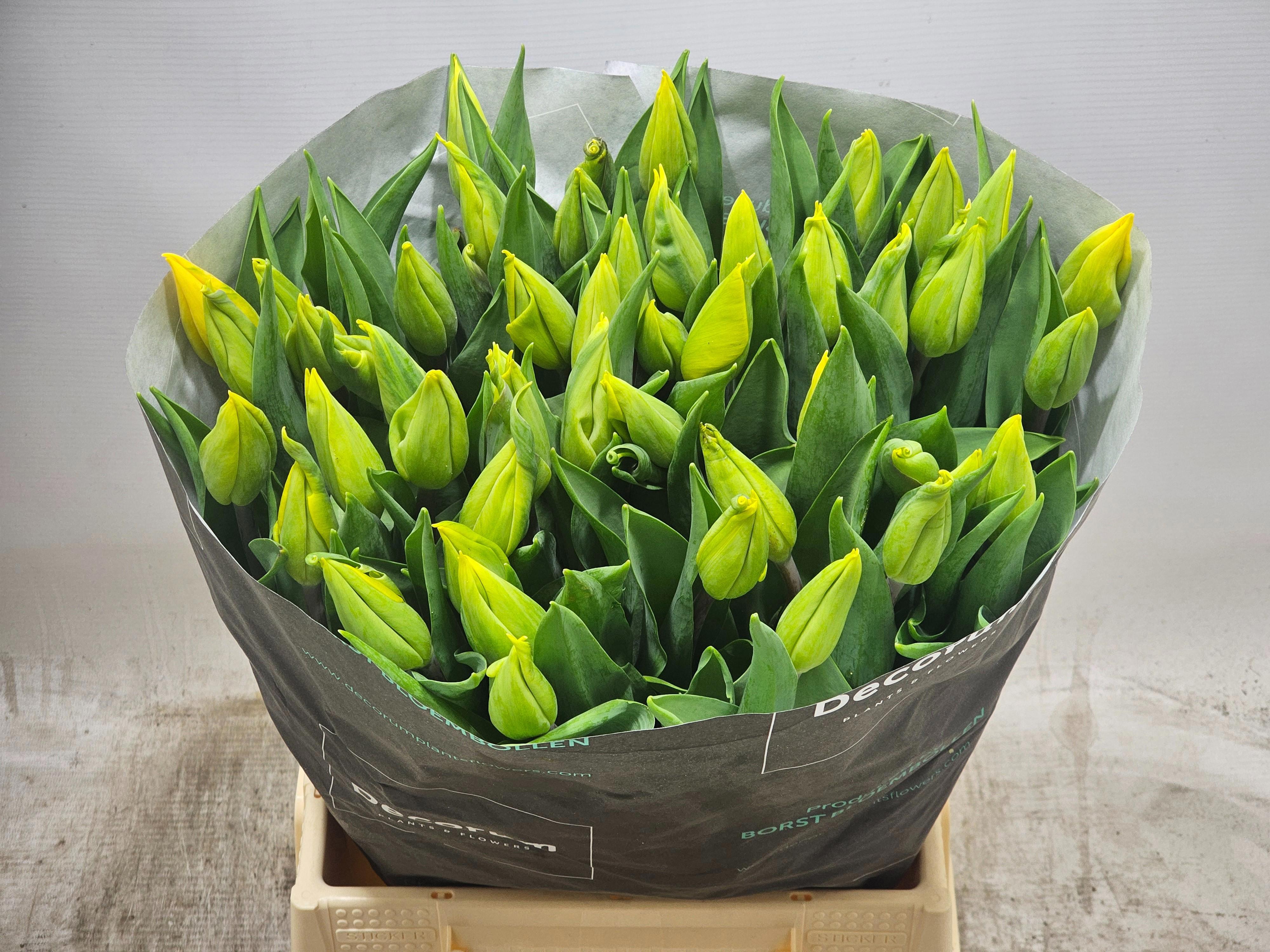 50x Tulipa strong gold en 40cm