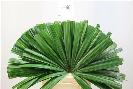 30x Sg rhapis humilis 50cm