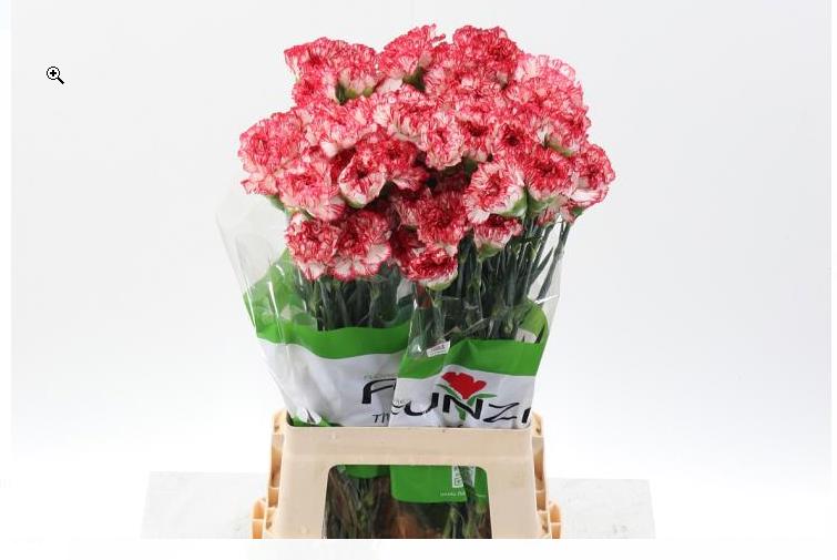 20x Dian.st.sorriso 70cm