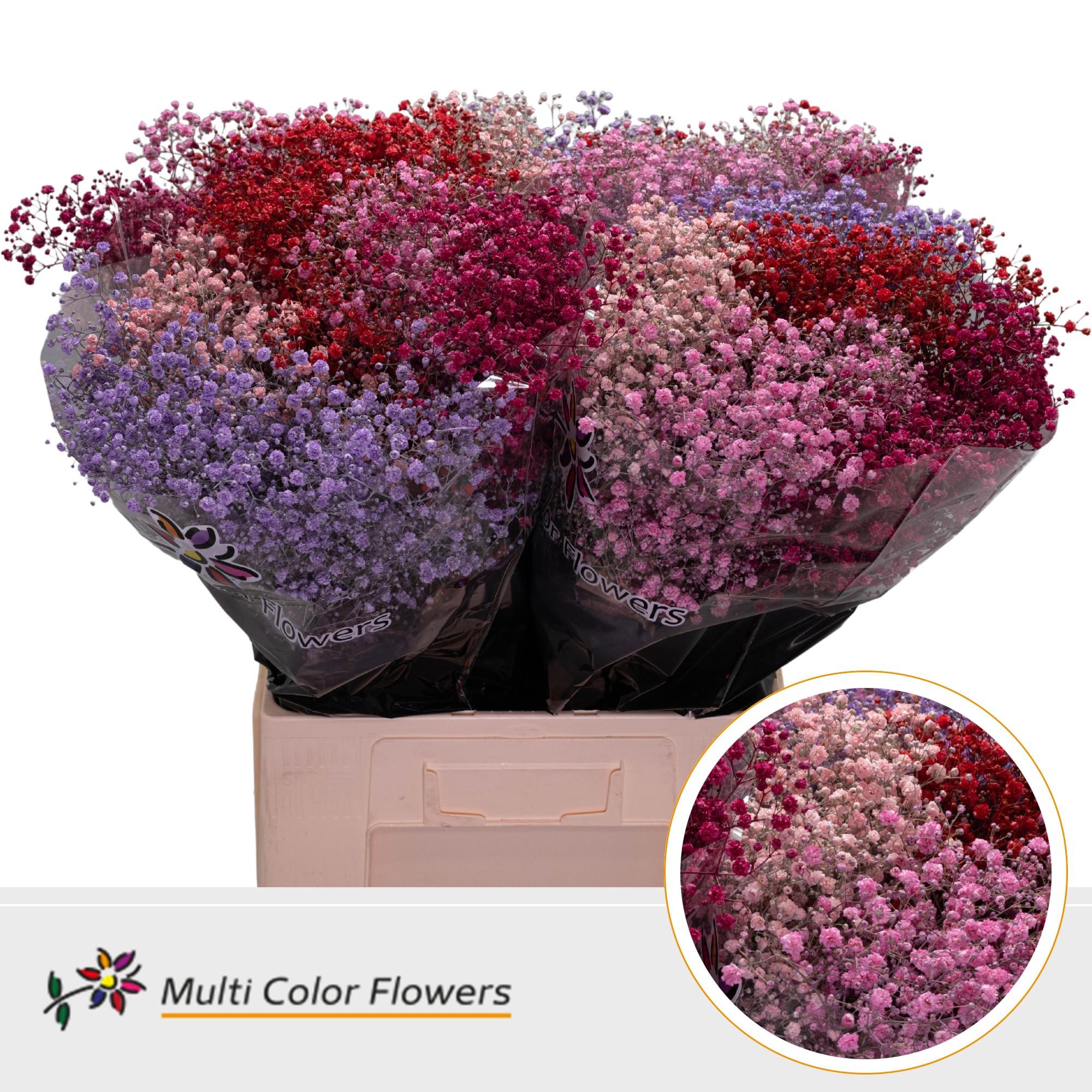 25x Gipskruid xlence love mix 70cm