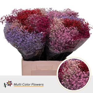 25x Gipskruid xlence love mix 70cm