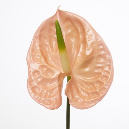 16x Anth.evita pink 10cm