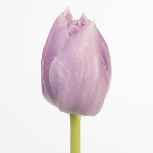 50x Tulipa katinka du 40cm