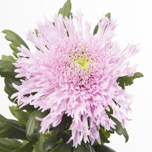 10x Chrysant etrusko 70cm