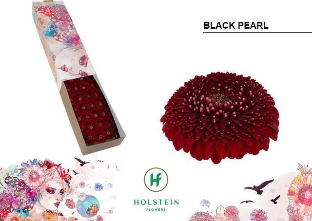 60x Germ.pomponi black pearl 40cm