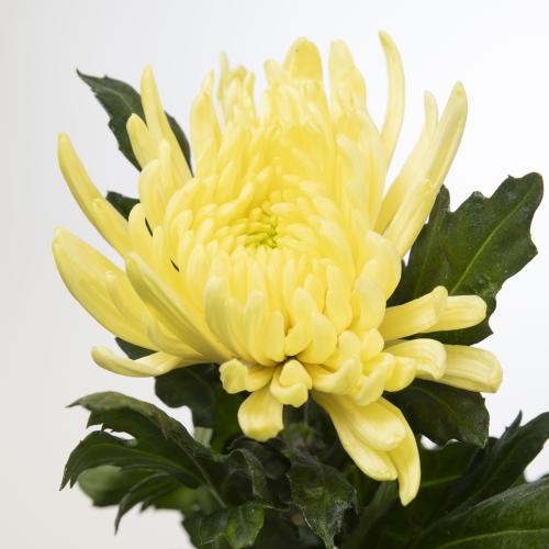 10x Chrysant topspin yellow 70cm