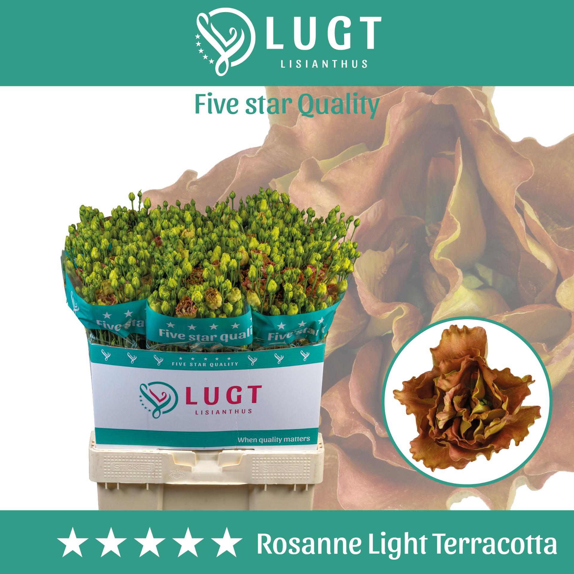 10x Eust.rosanne light terracotta du 70cm