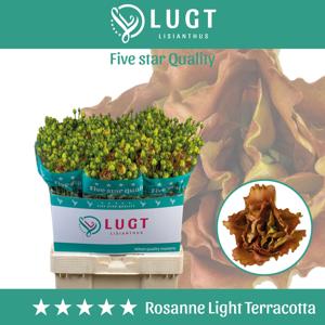 10x Eust.rosanne light terracotta du 70cm