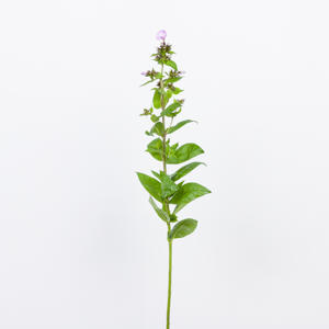 20x Phlox butterlfy 60cm