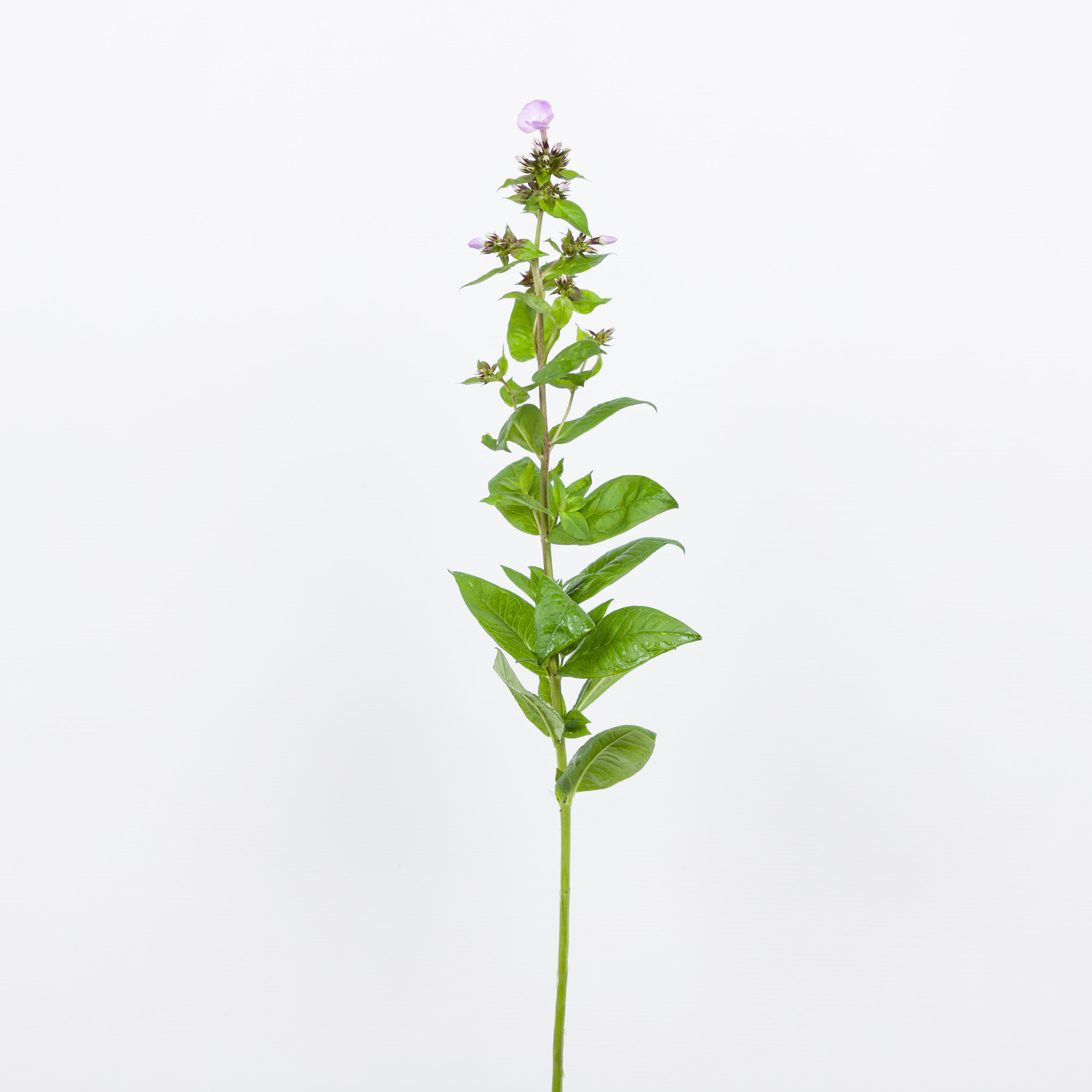 20x Phlox butterlfy 60cm
