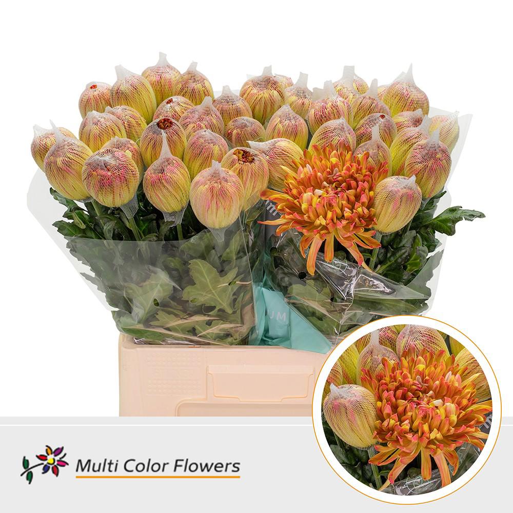 10x Chrysant antonov hortensia 70cm