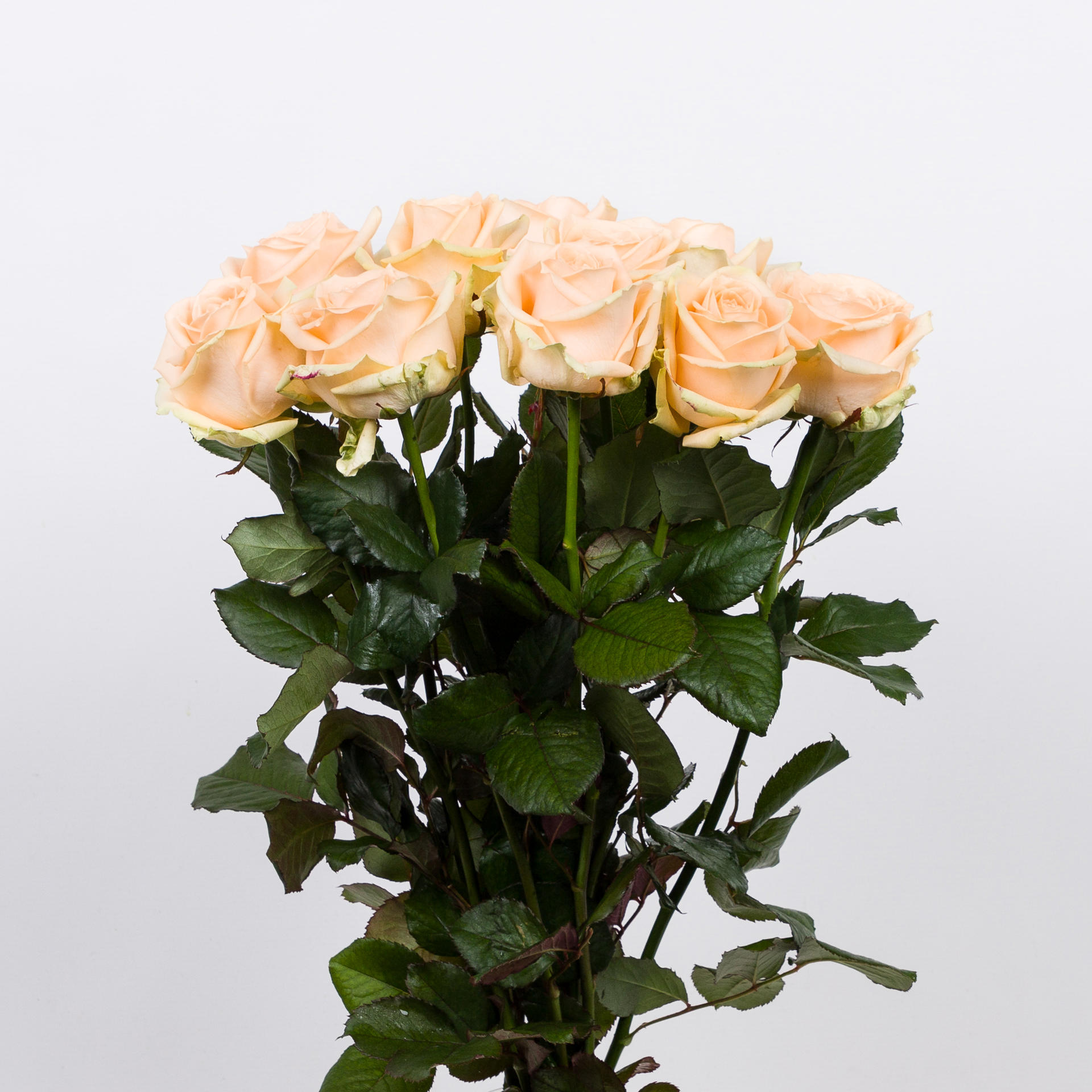 10x Rosa avalanche peach+ 60cm