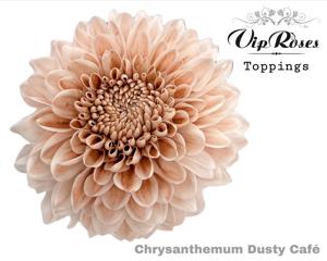 20x Chrysant antonov dusty cafe 70cm
