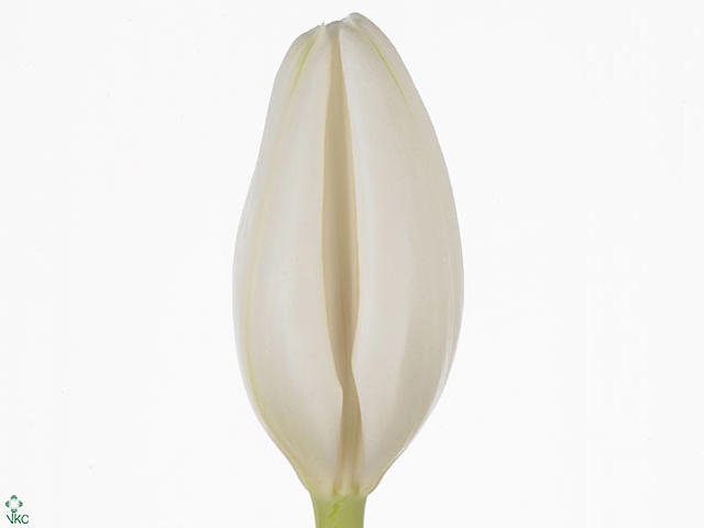 50x Tulipa lanka en 40cm