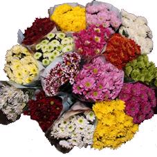 80x Chrysant 8 soorten mix 70cm