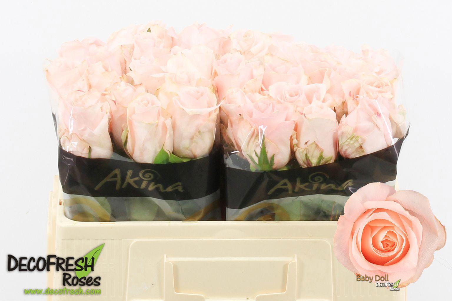 10x Rosa baby doll 50cm