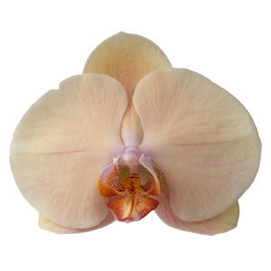 10x Phal.royal peach 80cm