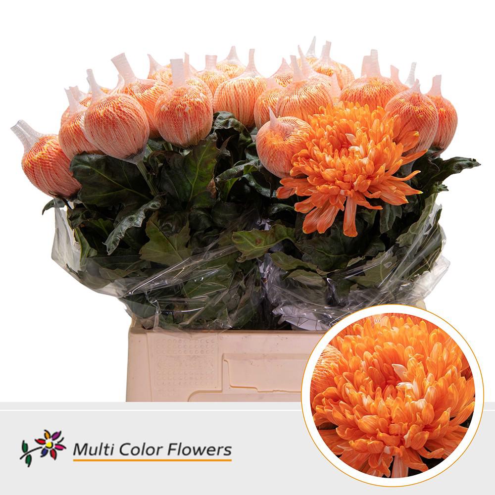 10x Chrysant antonov apricot 70cm