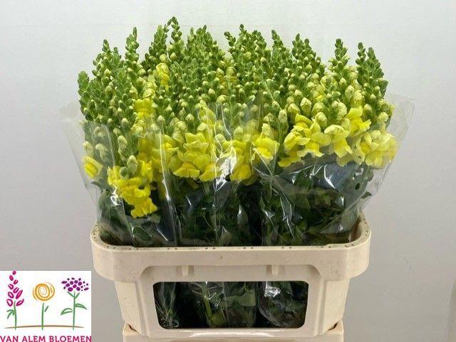 10x Antir.opus yellow 70cm