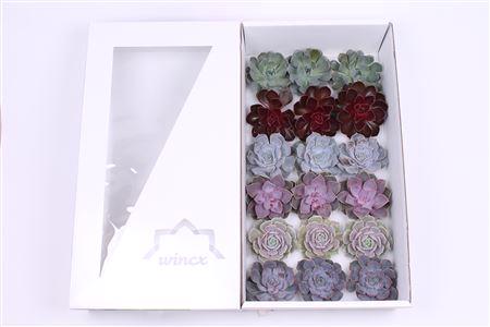 18x Echeveria mix love