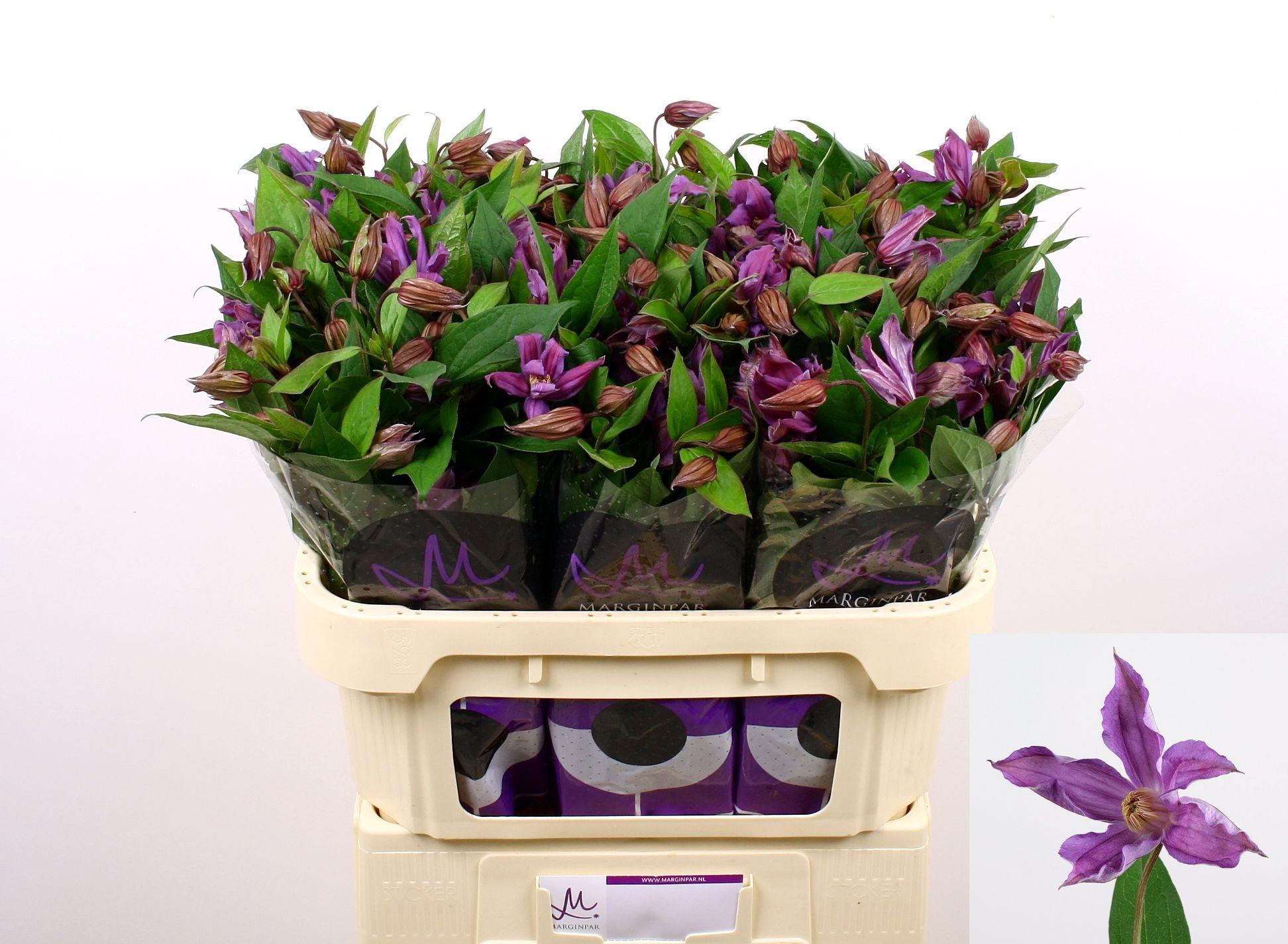 10x Clematis amazing geneva 70cm