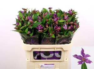 10x Clematis amazing geneva 70cm