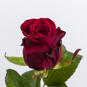 10x Rosa red naomi! 50cm