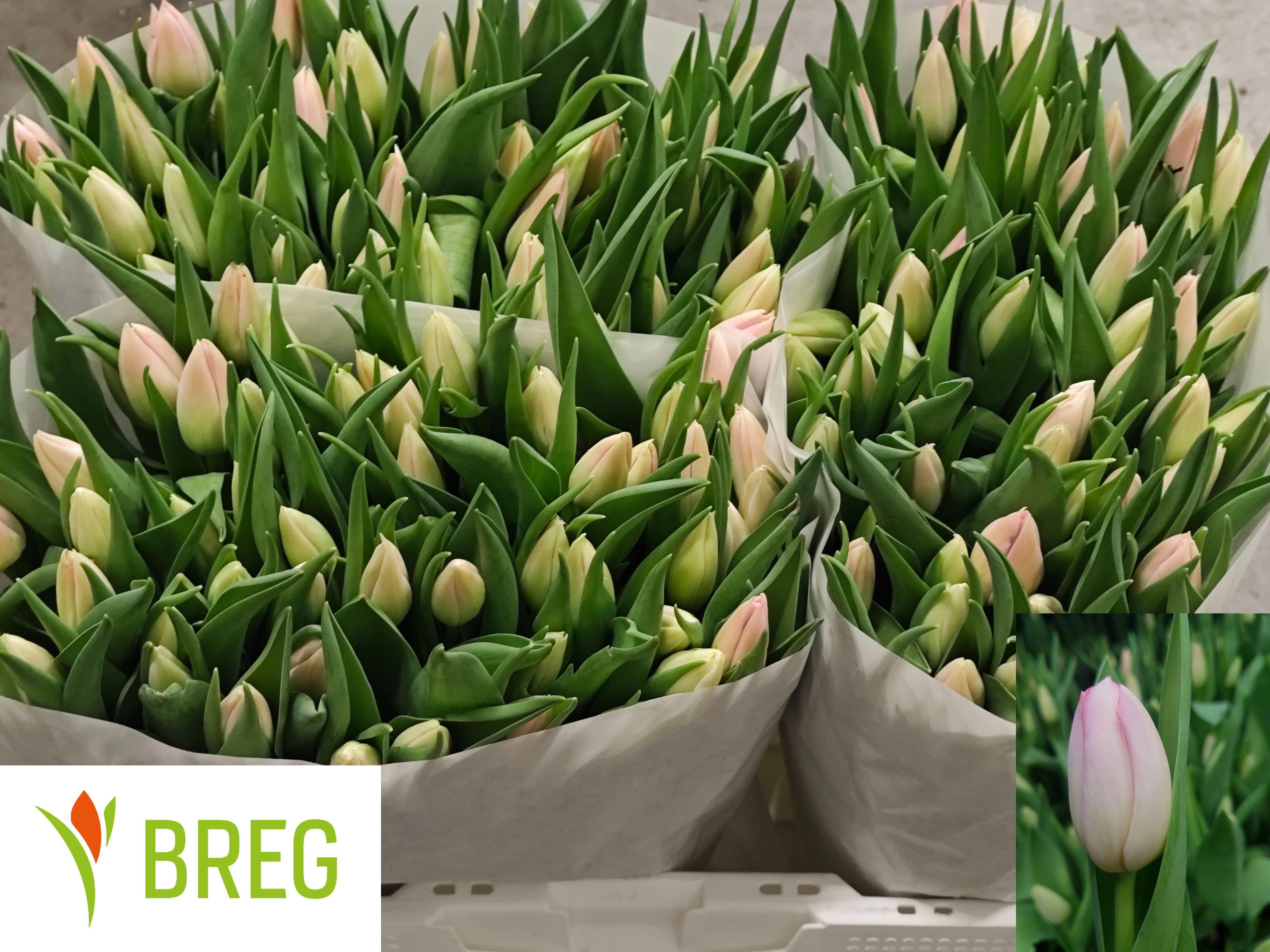 50x Tulipa dynasty en 40cm