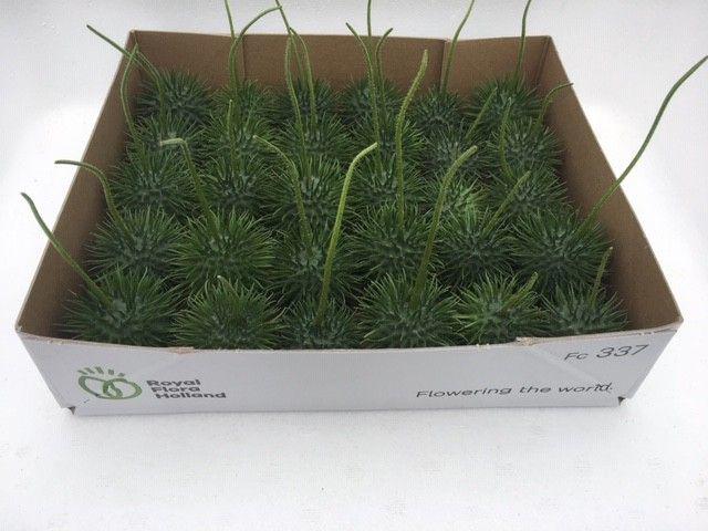 30x Sf cucumis egel