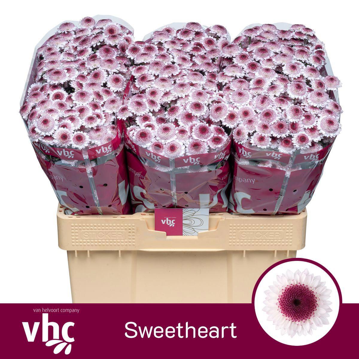 25x Chrysant san.sweetheart 50cm