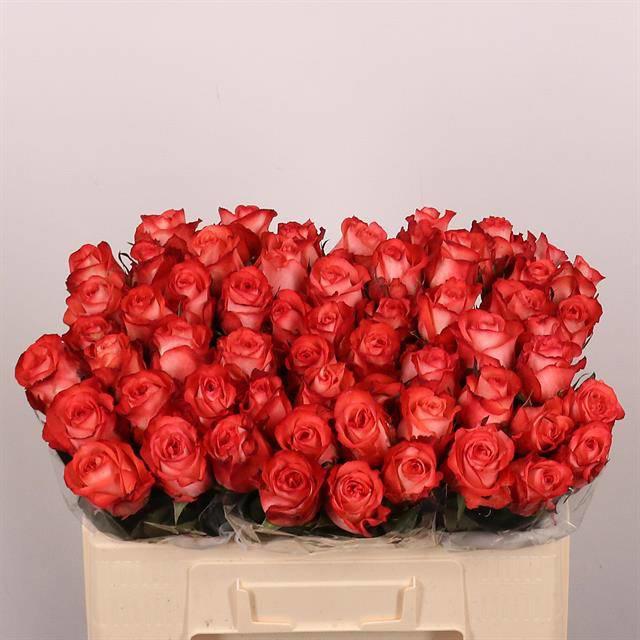 20x Rosa icon 50cm